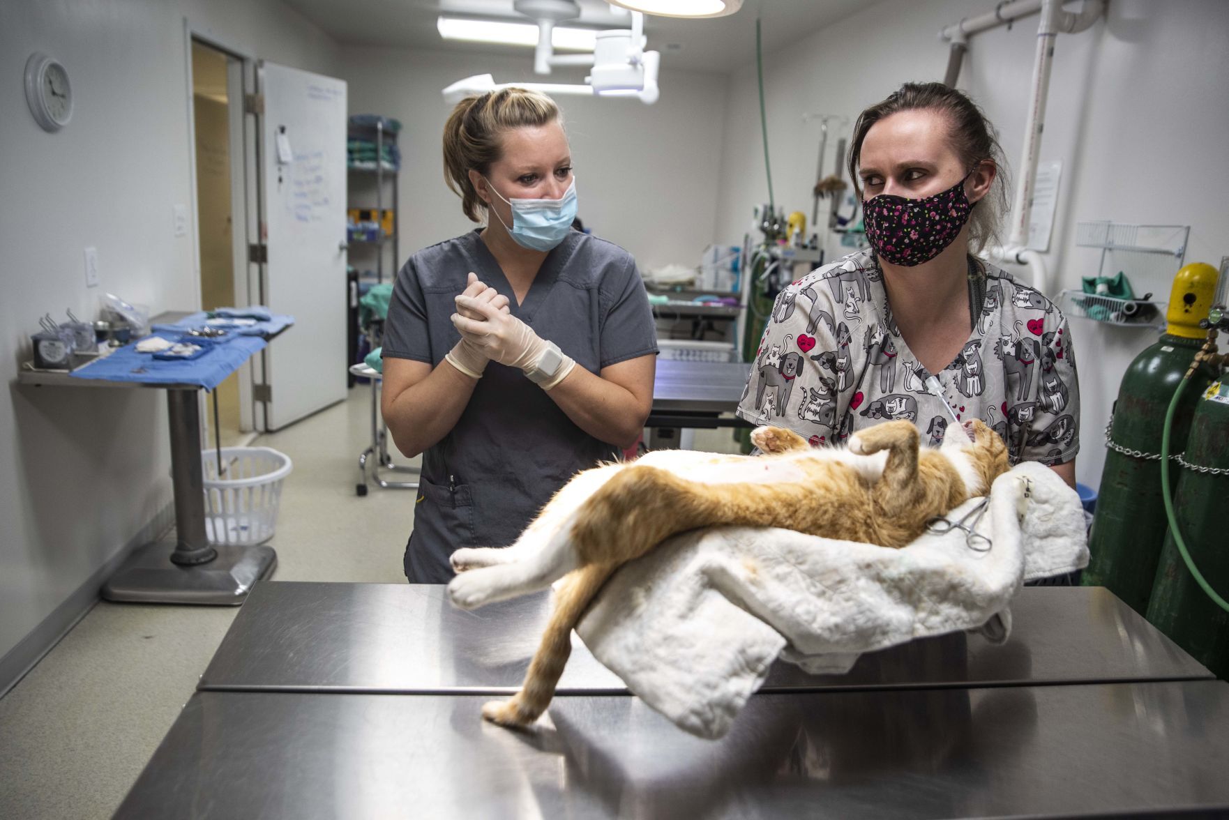 Feral cat day